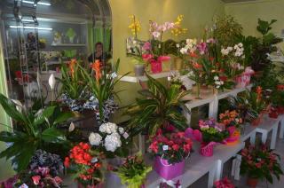 Fleuriste Nicole Fleurs 0