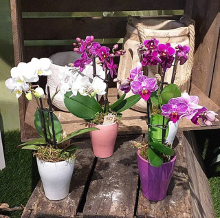 Fleuriste Nicole Fleurs 0