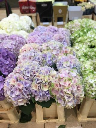 Fleuriste Familyflor 2