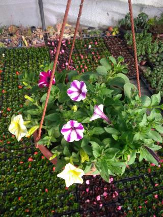 Fleuriste Serres Lherbier 0