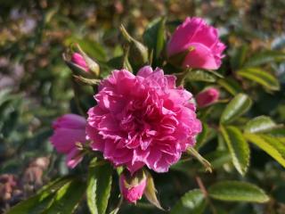 Fleuriste L'Univers floral 0