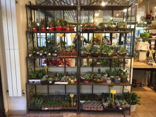 Fleuriste M. TREMAUX STOECKEL 0