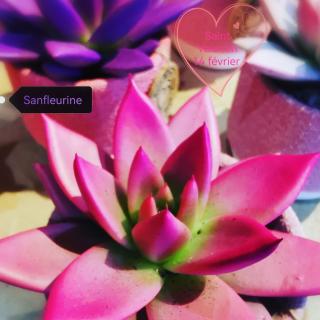 Fleuriste Sanfleurine 2