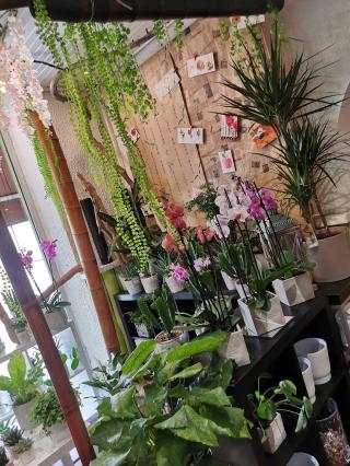 Fleuriste Sanfleurine 0