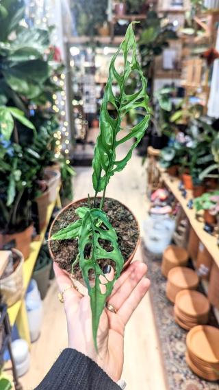 Fleuriste Tchungle 0