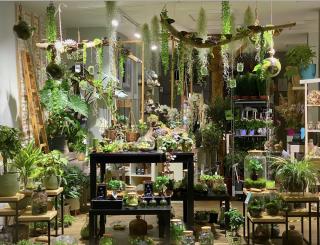 Fleuriste MYOSOTIS 0