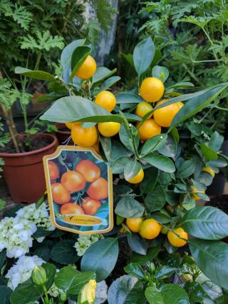 Fleuriste UN JOUR DE FLEURS 0