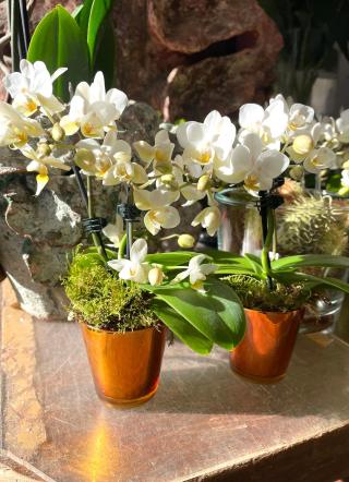 Fleuriste L'Atelier de Flo 0