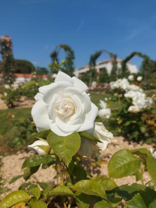 Fleuriste Roseraie de la Mérinière 0