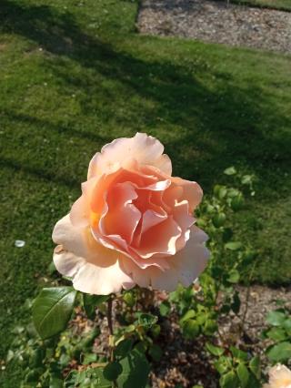 Fleuriste Roseraie de la Mérinière 0