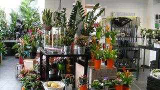 Fleuriste Choquel ETS 0