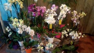 Fleuriste Mar'lys Fleurs 0