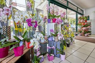 Fleuriste Volubilis Fleurs (colis au 2ème magasin) 0