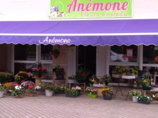 Fleuriste Anémone 0