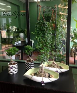 Fleuriste MELLIFERA 0