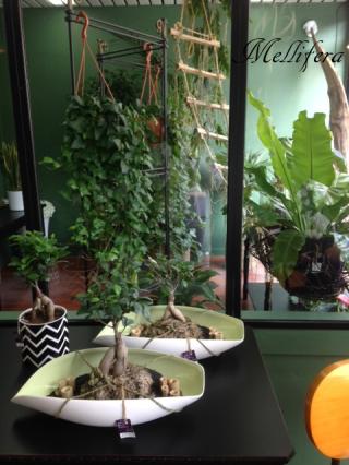 Fleuriste MELLIFERA 0