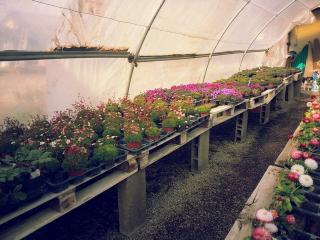 Fleuriste Gérard ALBERT - fleurs et plantes à massif aiguillon 0