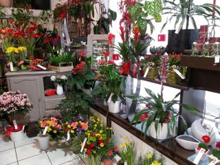 Fleuriste Harmonie de Couleurs 1