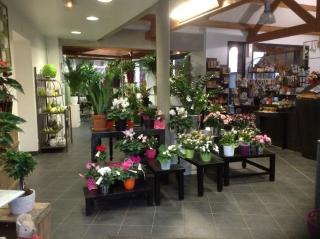 Fleuriste Choquel ETS 0