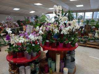 Fleuriste Servifleurs Libre Service Fleurs Et Plantes 0