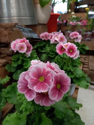 Fleuriste Servifleurs Libre Service Fleurs Et Plantes 0