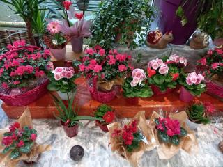 Fleuriste Servifleurs Libre Service Fleurs Et Plantes 0
