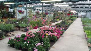 Fleuriste Graines d idees 1