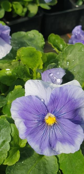 Fleuriste Les Serres De Julie 0