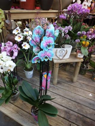 Fleuriste E.Leclerc Jardi 0