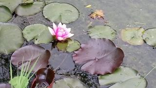 Fleuriste Vayssettes Nicole 0