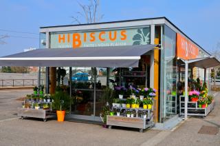 Fleuriste Hibiscus Fleurs 0