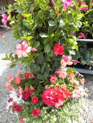 Fleuriste la Bonne Amie 0