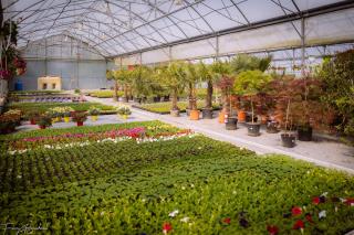 Fleuriste Ets Aubry 0