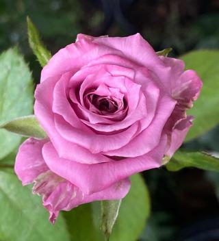 Fleuriste Jérôme b fleuriste le Kiosque 0