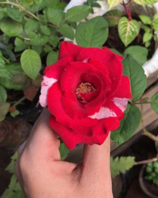 Fleuriste Jérôme b fleuriste le Kiosque 0