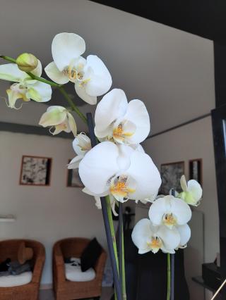 Fleuriste L'arrosoir 1