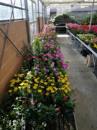 Fleuriste Lelong, Artisan Fleuriste Anzin 2