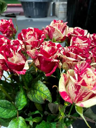 Fleuriste Vos Instants Fleuris 0