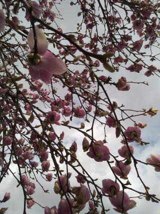 Fleuriste Nature Floral 0