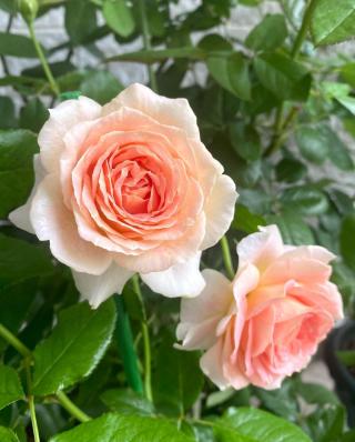 Fleuriste Au Val des Roses 0