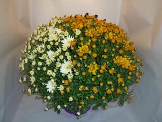 Fleuriste Coq'Licot 0