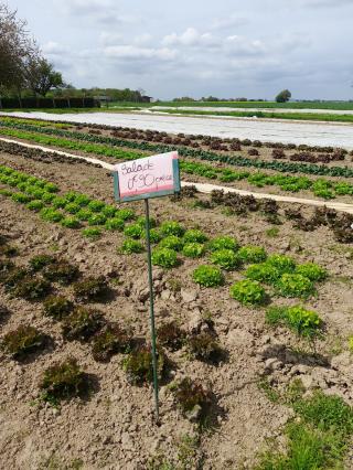 Fleuriste Scea DE LA TUILERIE - BRUNET FABIEN 0