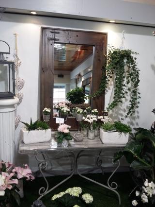 Fleuriste Lys Royal 0