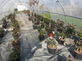 Fleuriste Gérard ALBERT - fleurs et plantes à massif aiguillon 0