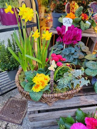 Fleuriste les myosotis 1