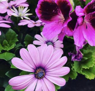 Fleuriste ROSELILAS 0