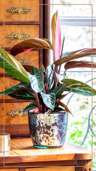 Fleuriste Monceau Fleurs 0