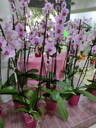 Fleuriste Marceau Fleurs 0