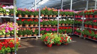 Fleuriste LGD-FLORONALP Grossiste végétaux 0