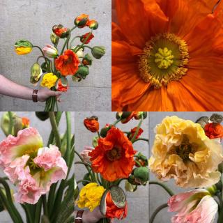 Fleuriste MAISON CELESTIN Artisan Fleuriste 1